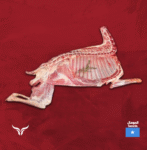 IMG-202450919-WA0018